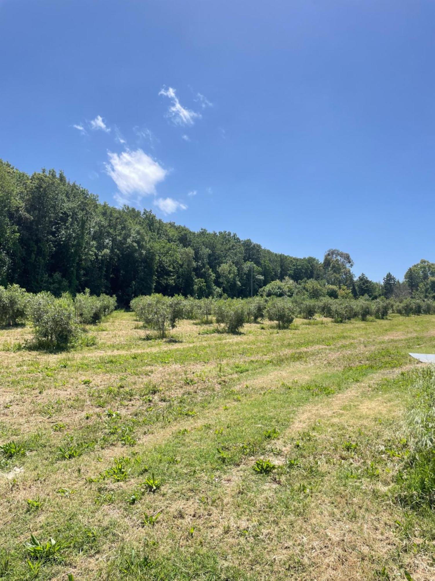 Il Leccio Agriturismo Fiorino Екстериор снимка
