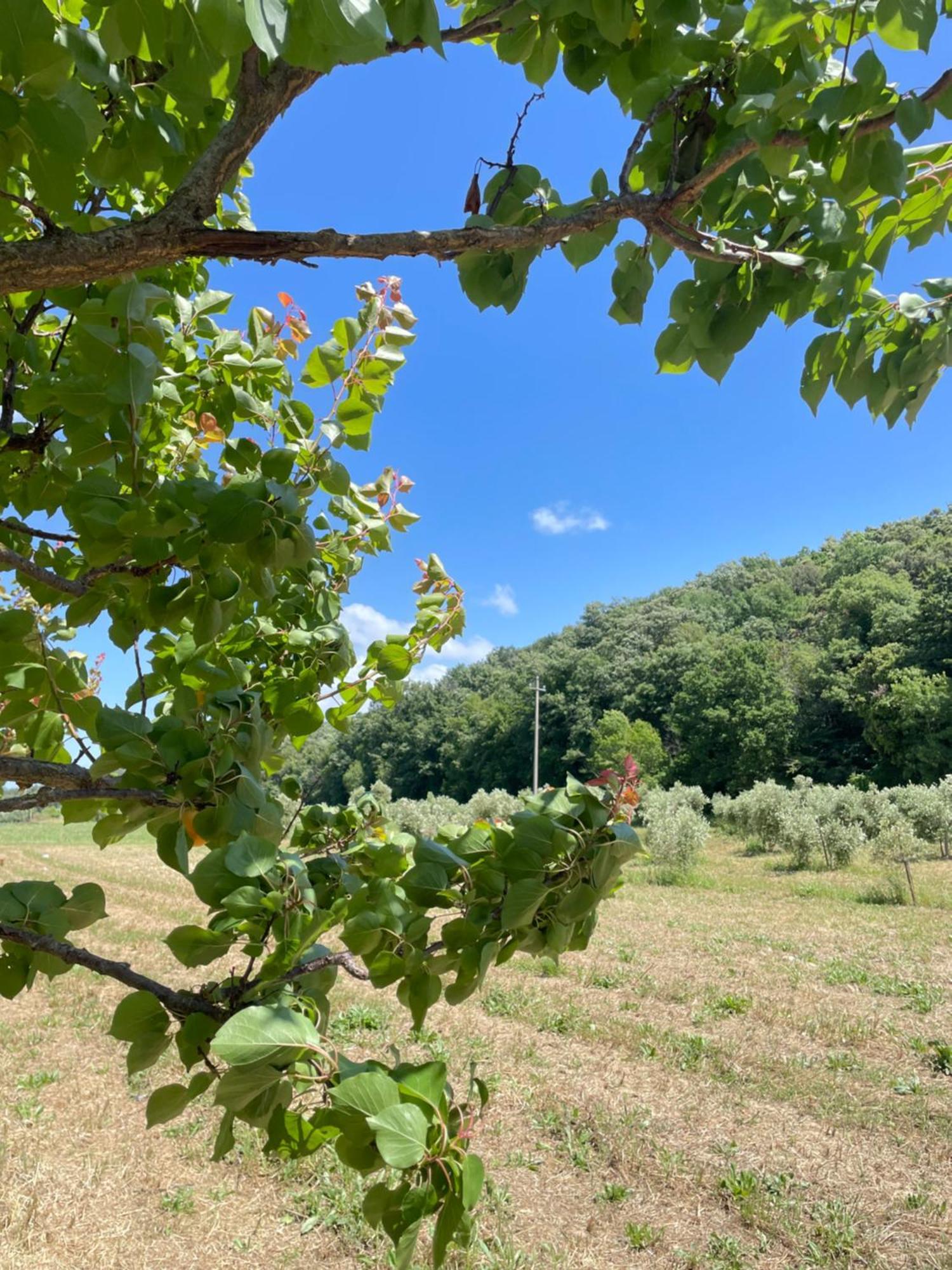 Il Leccio Agriturismo Fiorino Екстериор снимка